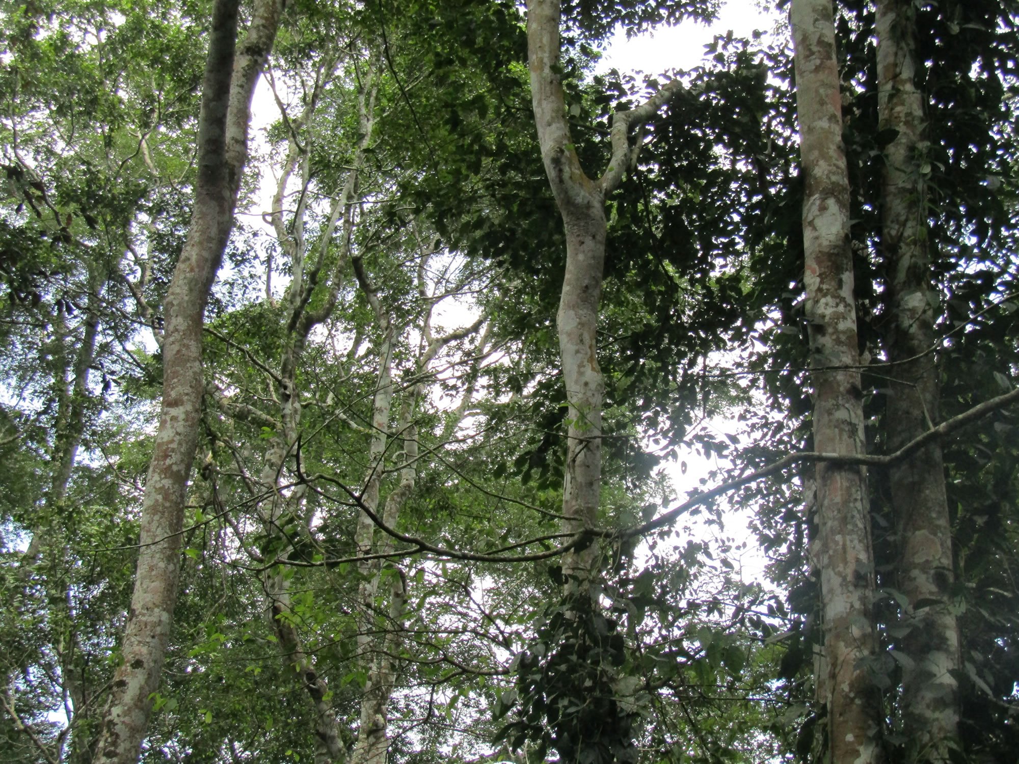 Part of Budongo Forest