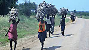 Women from Collecting firewood-Nwoya