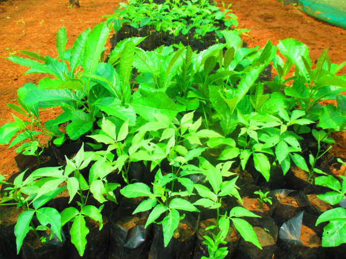 Plant material sourcing - Tree Seedlings