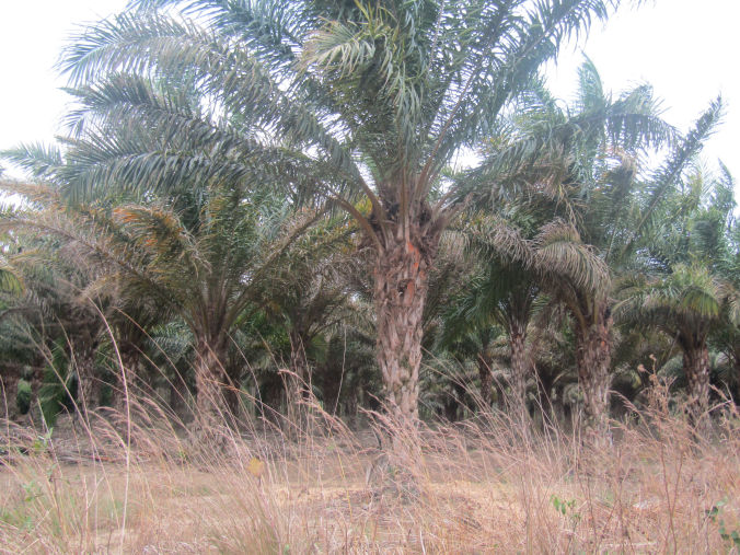 Oil Palm Plantation - Kalangala