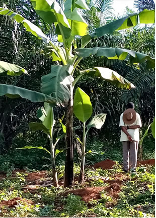 Intercropping in oil palm plantations A technical guide