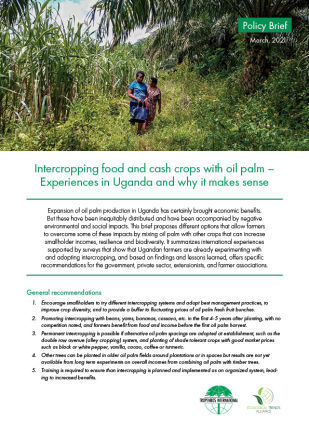 Intercropping food and cash crops with oil palm