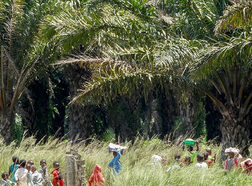 Kalangala Island - Children next to an Oil Palm plantation