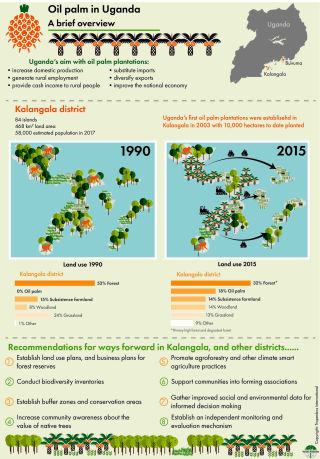Oil Palm in Uganda Infographic